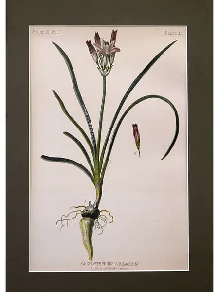 Ботаническая антикварная иллюстрация Androspethium Violaceum. Томас Михан, США 1880 год.