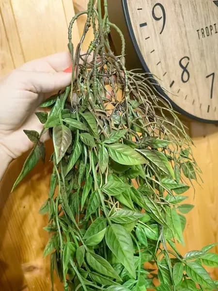 Растение искусственное
