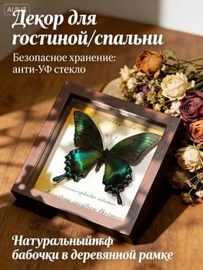 Насекомое для коллекции
