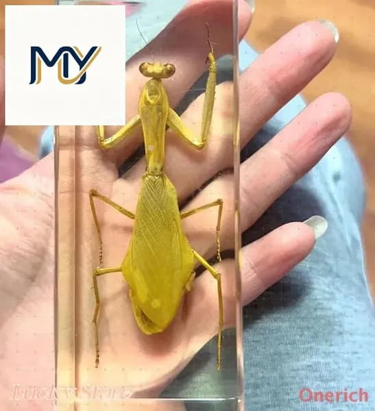 Коллекционирование насекомых
