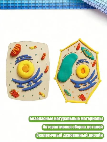 Набор для моделирования клетки