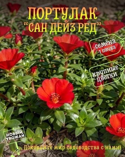 Портулак (крупноцветковый) Сан Дейз Ред, семена, 10 шт.