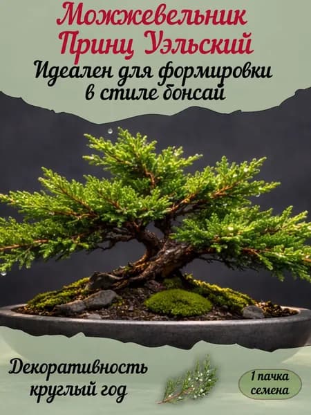 Можжевельник Принц Уэльский, семена, 10 шт. (бонсай)