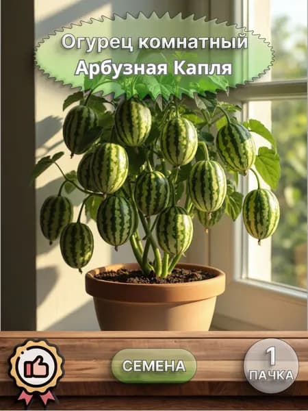 Огурец комнатный Арбузная Капля, семена 10 шт