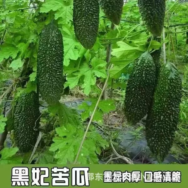 Семена горького огурца черная жемчужина умеренно горький ранний жароустойчивый сорт