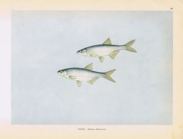 Рыбы. Уклея (уклейка, силявка). Антикварная офсетная литография. СССР, 1949 год