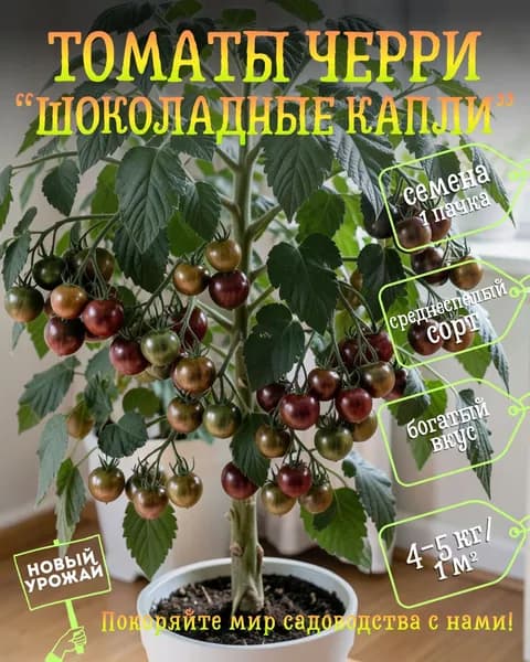 Томаты черри Шоколадные капли, семена, 10 шт.