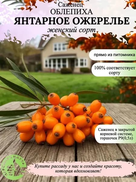 Облепиха саженец женский Янтарное ожерелье