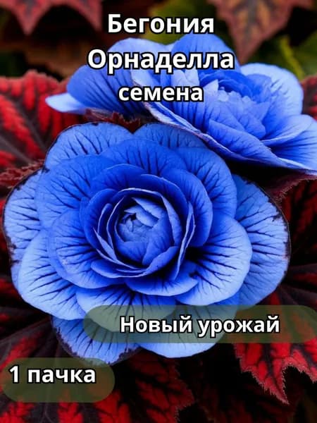 Бегония Орнаделла, семена 10шт
