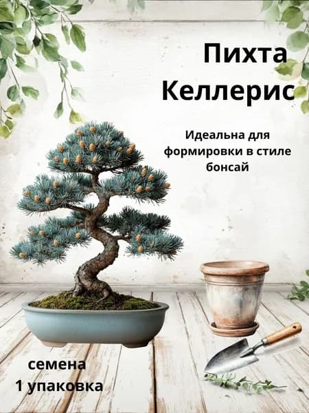Пихта Келлерис, семена бонсай, 10 шт