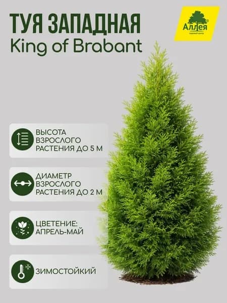 Туя западная King of Brabant P9