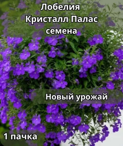 Лобелия Кристалл Палас, семена 10 шт