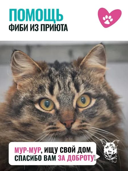 Помочь Фиби найти дом