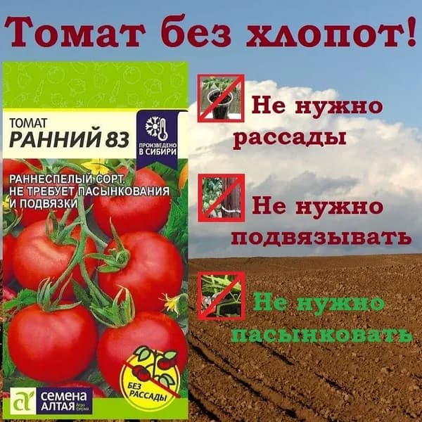 Томат Ранний-83 (Семена Алтая)