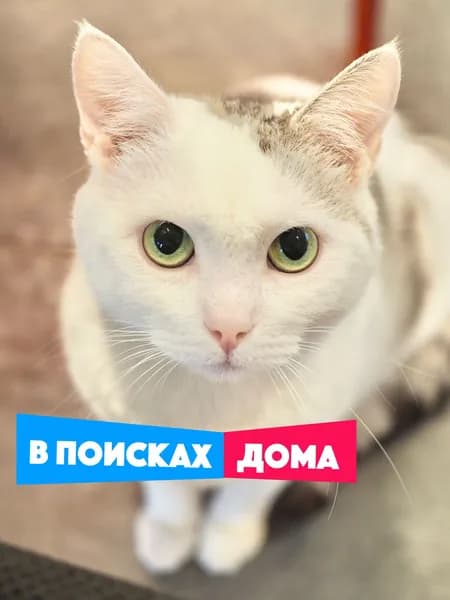 Помочь котику Дмитрову найти дом
