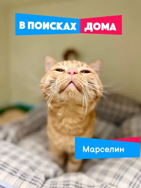 Помочь котику Марселину найти дом