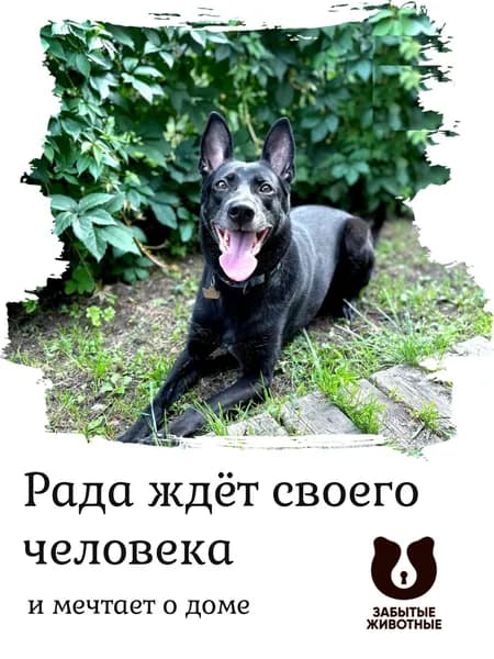 Помочь Раде найти дом
