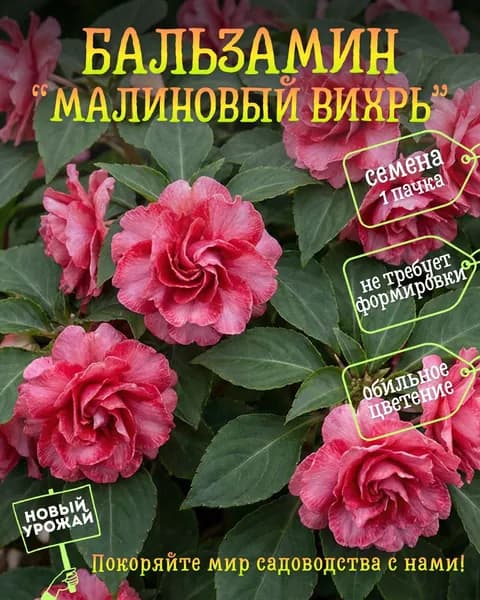 Бальзамин Малиновый вихрь, семена, 10 шт.