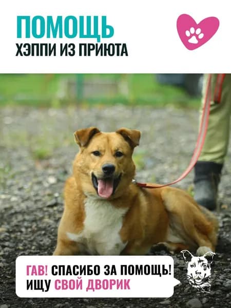 Помочь Хэппи найти дом