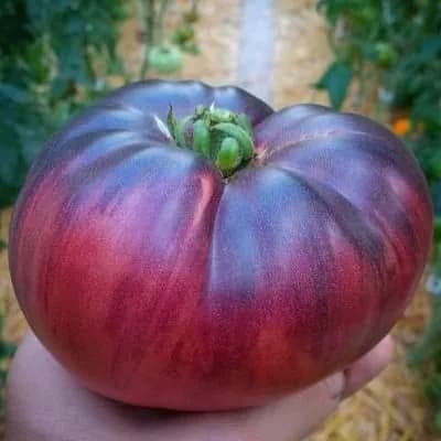 Коллекционные семена томата Сибирский тигр