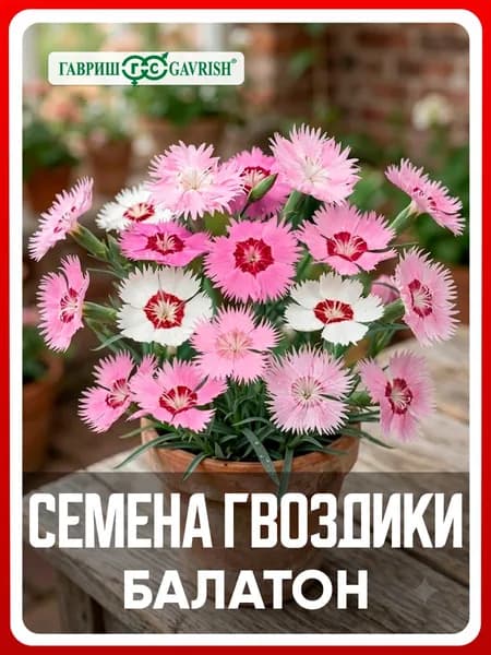 Семена Гвоздика перистая "Балатон" смесь 0,1 гр, многолетние цветы для дачи, сада и огорода, клумбы, в открытый грунт, на рассаду, цветы из семян в домашних условиях.