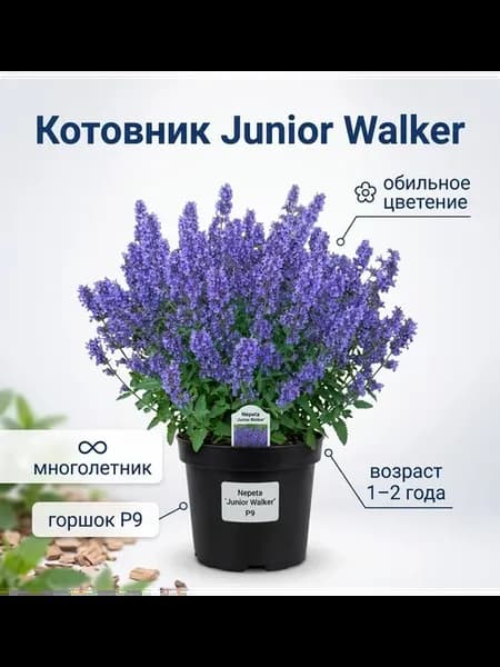 Котовник Фассега Джуниор Волкер