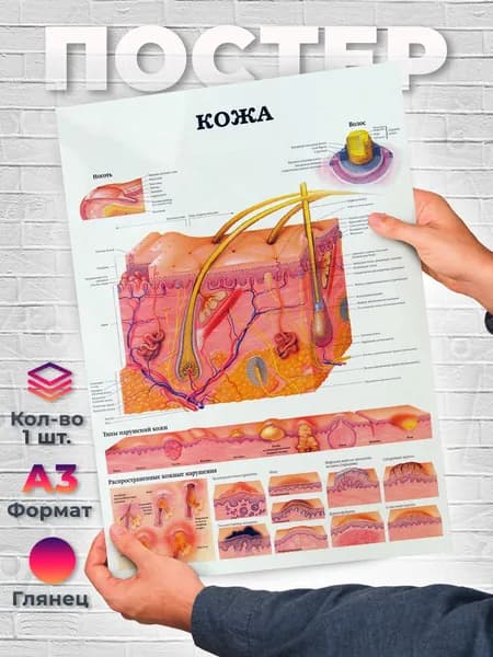 Постер "
Анатомия кожи Постер А3", 42 см х 29.7 см