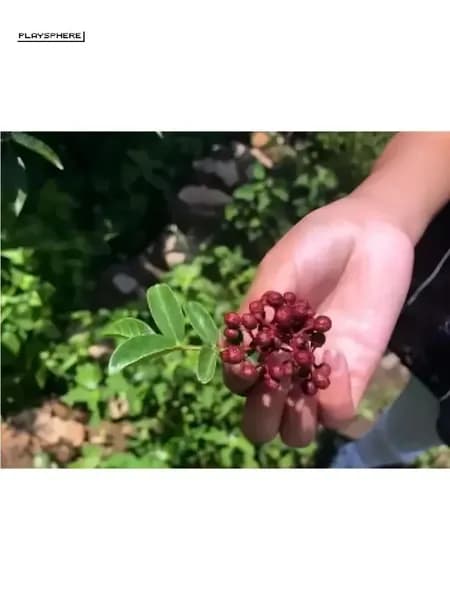 Хуаджо Сычуаньский перец 100г