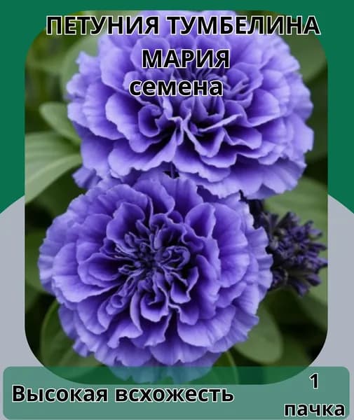 Петуния Тумбелина Мария, семена 10шт