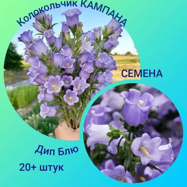 Колокольчик средний Кампана Дип Блю (профессиональные семена)