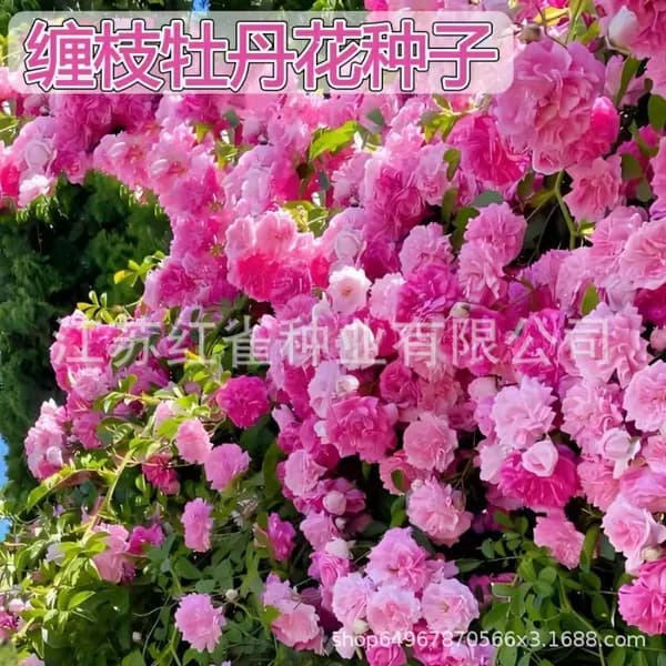 Семена вьющейся махровой розы Calystegia dahurica для балкона и сада