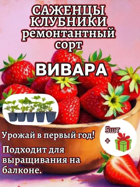 Саженцы клубника 5 шт. Ремонтантный сорт Вивара
