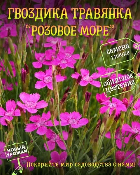 Гвоздика травянка Розовое море, семена, 10 шт.