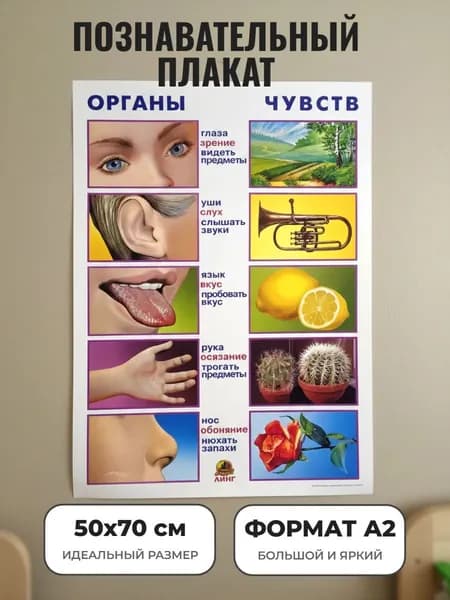 Развивающий плакат А2. "Органы чувств"