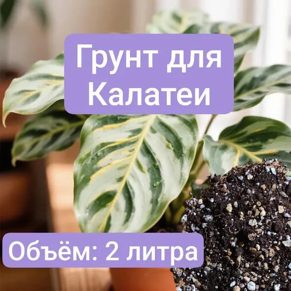 Авторский грунт для Калатеи 2 литра