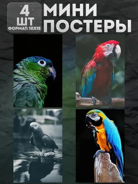 Постеры Мини на стену «Попугай» 4 шт