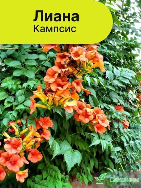 Лиана Кампсис Саженец