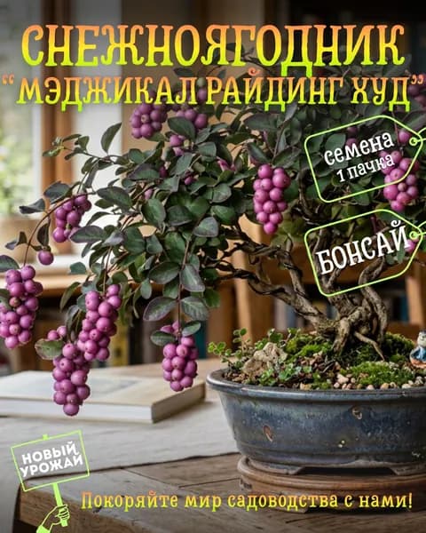 Снежноягодник Доренбоза Мэджикал Райдинг Худ, семена, 10 шт. (бонсай)