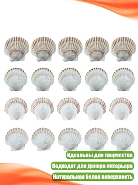 Белые ракушки с волнистым краем, 20 шт.