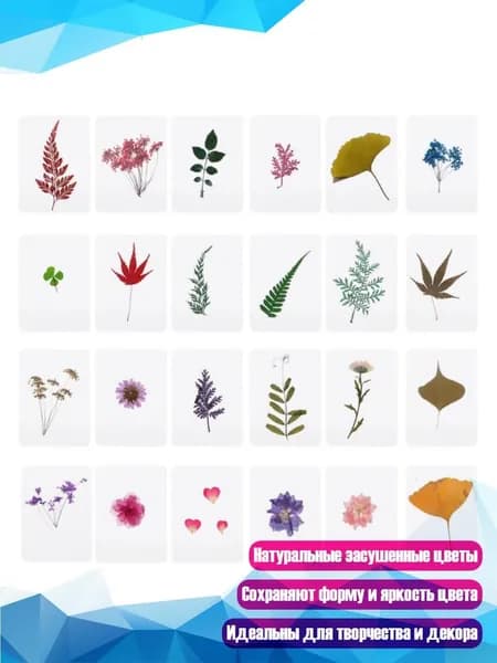 Смесь для сухоцветов и гербария, Белый