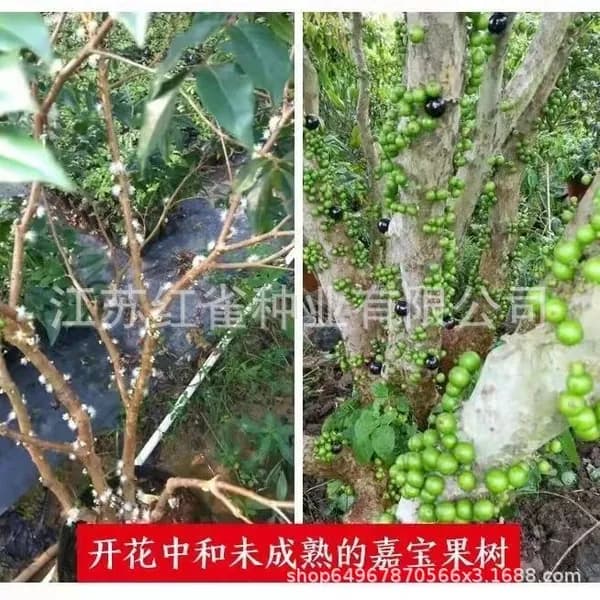 Саженец Дjaboticaba плодоносящий круглый год для открытого грунта и дома
