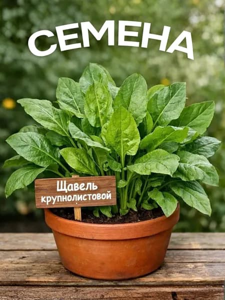 Щавель крупнолистовой, семена, 1г
