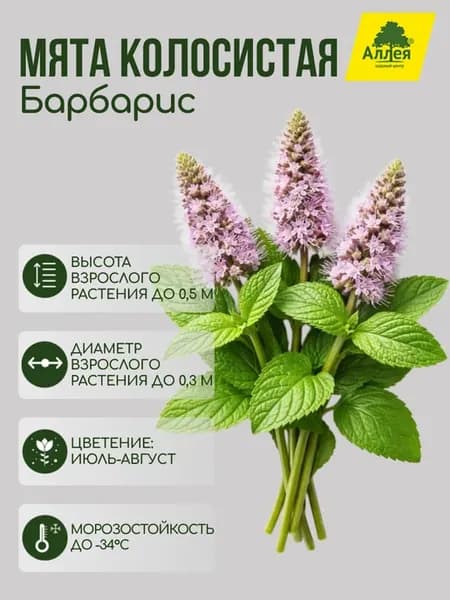 Мята перечная Барбарис Mentha spicata Yakima [P9]