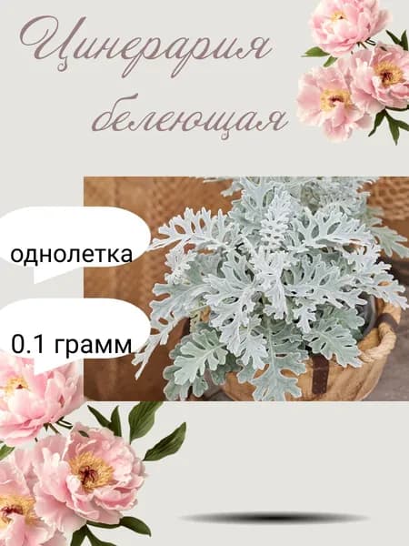 Цинерария белеющая