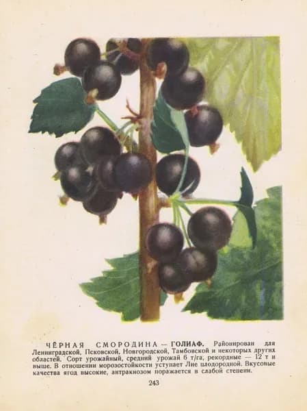 Антикварная двухсторонняя офсетная литография. Черная смородина сортов Голиаф и Дочь Алтая. СССР, 1957 год