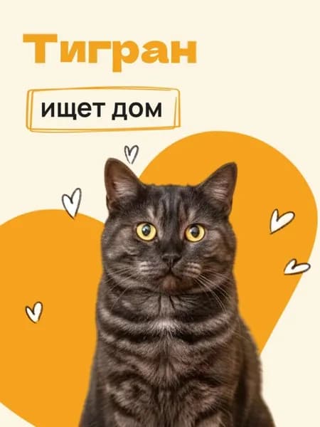 Помочь Тиграну найти дом