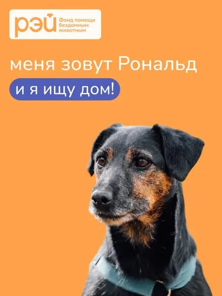 Помочь Рональду найти дом