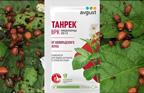 колорадский жук на картофеле