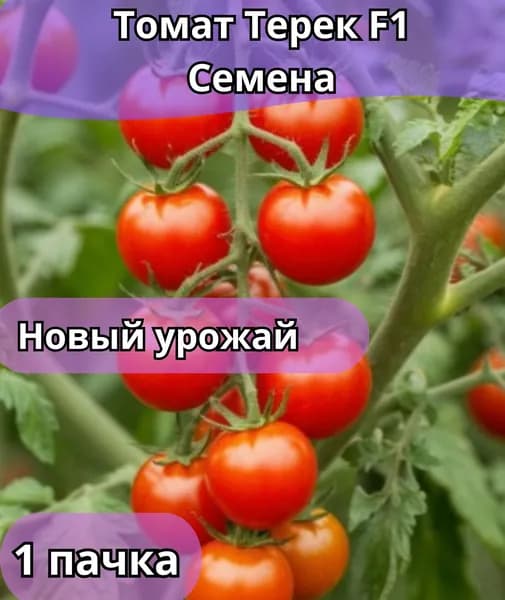 Томатов "Терек F1", семена 10 шт