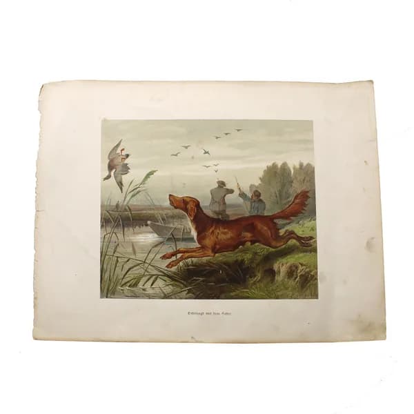 Гравюра Entenjagd mit dem Setter